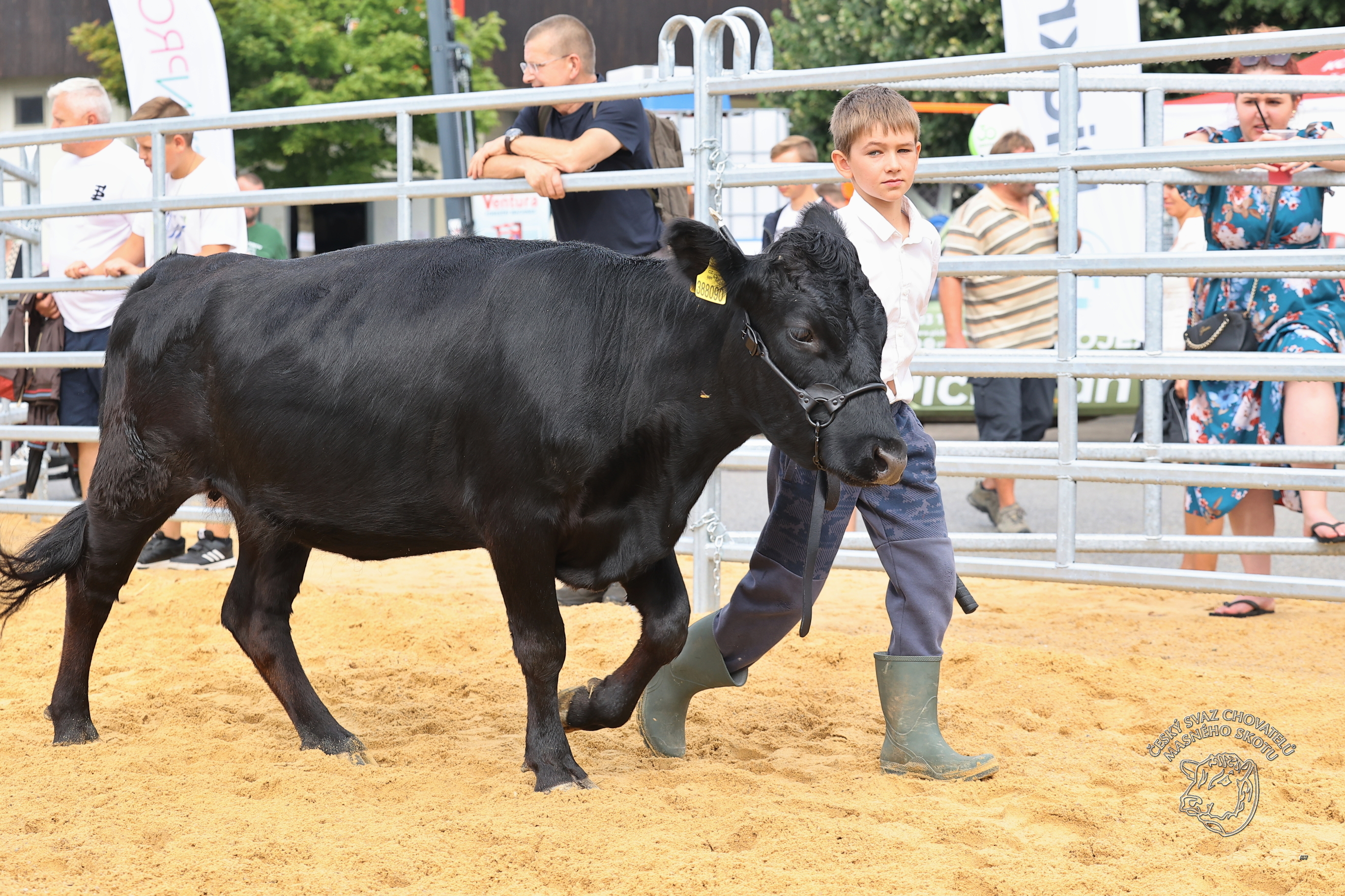 Dexter ČB 260823 41.JPG