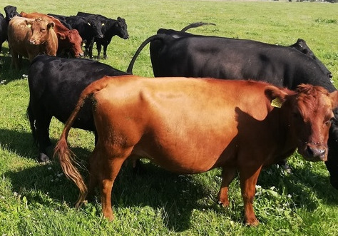krávy foto.jpg